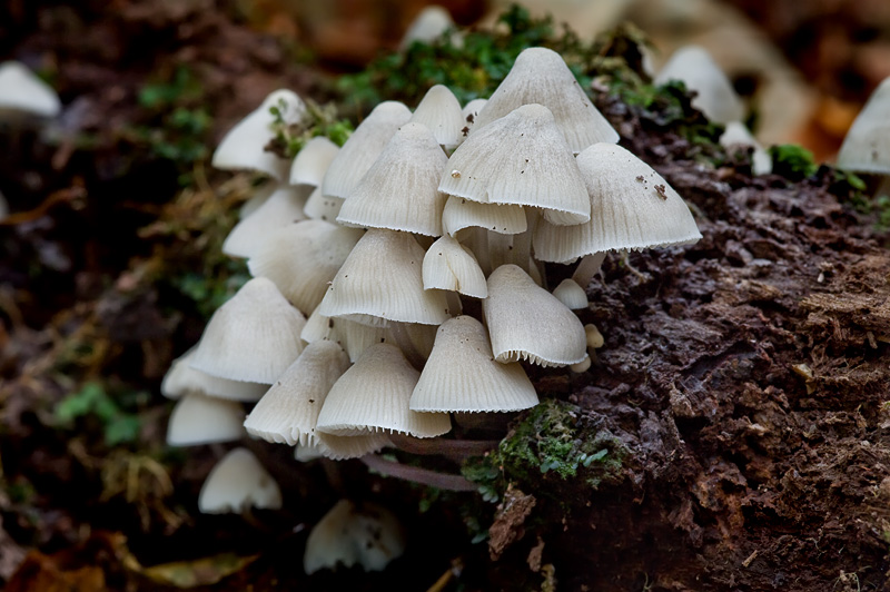 Mycena arcangeliana